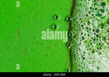 Green water surface in the backwater of river covered with phytoplankton and foam with air bubbles. Algae blooms due to eutrophication. Close up Stock Photo