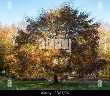 Large beech tree in Autumn woodland, Binning Wood, East Lothian, Scotland, UK Stock Photo
