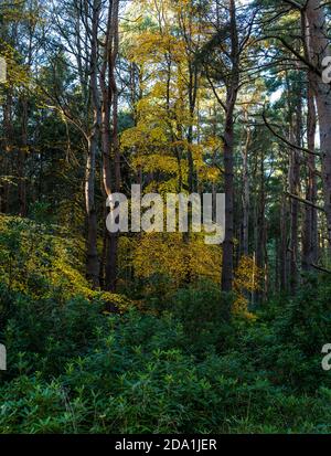 Moody Autumn beech tree in woodland, Binning Wood, East Lothian, Scotland, UK Stock Photo