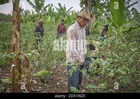 Mae Sot, Thailand. April 2012. Burmese refugees working as fruit pickers in the countryside. Stock Photo