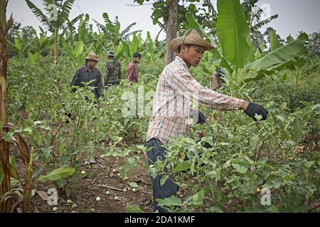 Mae Sot, Thailand. April 2012. Burmese refugees working as fruit pickers in the countryside. Stock Photo