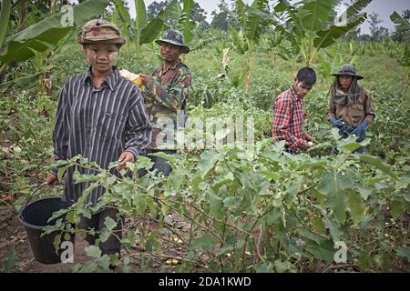 Mae Sot, Thailand. April 2012. Burmese refugees working as fruit pickers in the countryside. Stock Photo