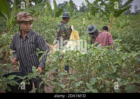 Mae Sot, Thailand. April 2012. Burmese refugees working as fruit pickers in the countryside. Stock Photo