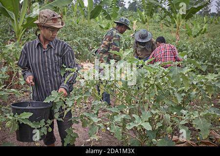 Mae Sot, Thailand. April 2012. Burmese refugees working as fruit pickers in the countryside. Stock Photo