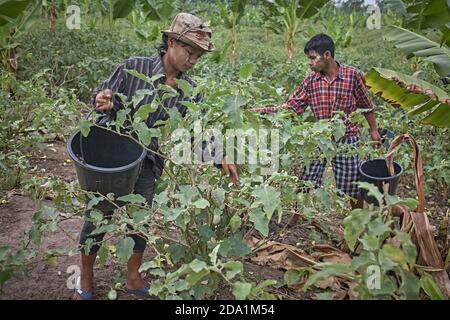 Mae Sot, Thailand. April 2012. Burmese refugees working as fruit pickers in the countryside. Stock Photo