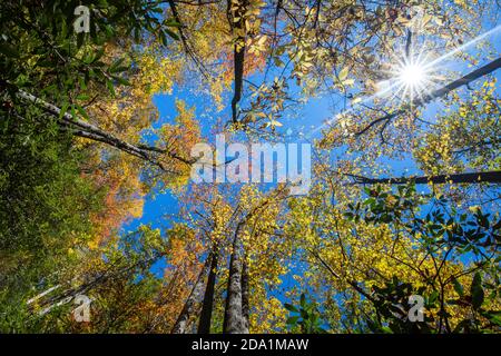 Looking up at autumn leaves and sun burst in the forest on trail to Raven Rock Falls - Lake Toxaway, near Brevard, North Carolina, USA Stock Photo