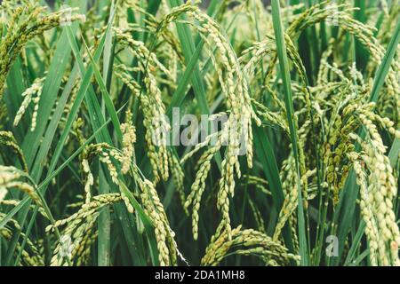 field of rice, closeup pf rice crops, green paddy fields in Asia, harvest season, agriculture and farming Rice field in Nepal, countryside road, villa Stock Photo