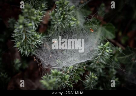 Drops of Dew Cling to Spider Web on pine tree Stock Photo