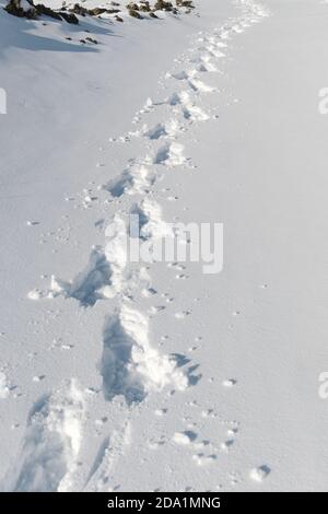 footprints of the snowshoes on path snow covered in Etna National Park, Sicily, Italy Stock Photo