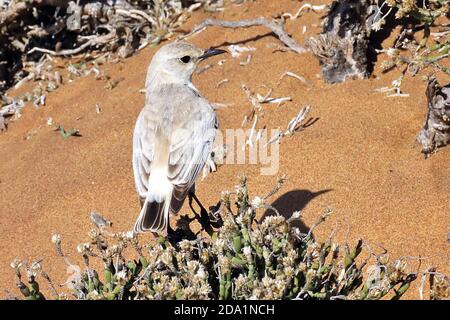 A Tractrac Chat (Emarginata tractrac) perched on foliage in the Dorob desert outside Swakopmund, Namibia.