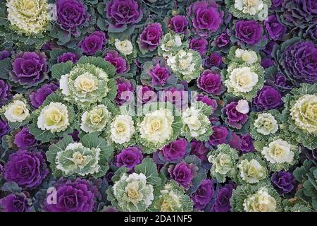 Purple and white ornamental cabbage plants in fall garden, top view Stock Photo