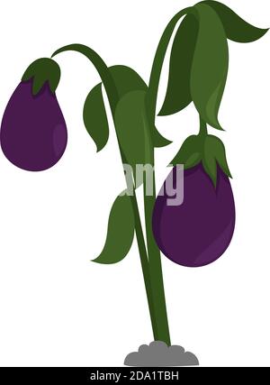 Eggplant ,illustration, vector on white background Stock Vector