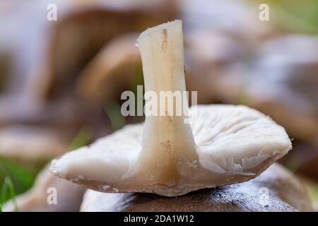 Cross section of Tricholoma terreum Stock Photo