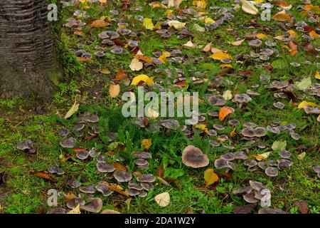 Tricholoma terreum amongst autumnal leaves Stock Photo