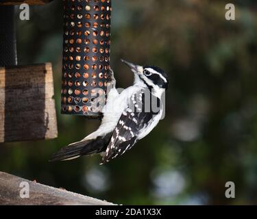 Downy Woodpecker, Dryobates pubescens, hanging from a metal birdfeeder sticking long beak to grab seed Stock Photo