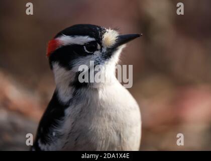 Head shot of a small Downy Woodpecker, Dryobates pubescens, sitting on a tree branch on a sunny day Stock Photo