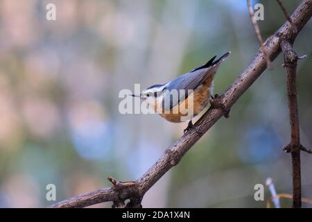 Red-breasted Nuthatch,  Sitta canadensis perched on a diagonal branch in forest Stock Photo