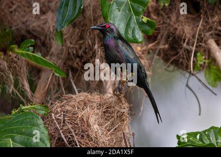 Metallic Starling  Aplonis metallica Mossman, Queensland, Australia 1 November 2019        Adult at nest colony.           Sturnidae Stock Photo