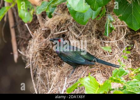 Metallic Starling  Aplonis metallica Mossman, Queensland, Australia 1 November 2019        Adult on nest.           Sturnidae Stock Photo