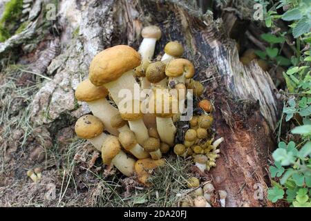 A Cluster Of Mushrooms On An Old Stump Stock Photo