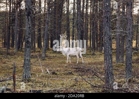 Wild reindeer grazing in pine forest in Lapland, Northern Finland. Stock Photo