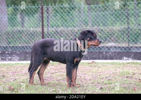 Rottweiler puppy dog, four months old. Side view. Stock Photo