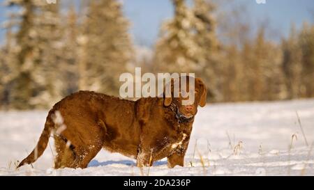 Beautiful Chesapeake Bay Retriever Dog standing in winter meadow in deep snow, looking. Stock Photo