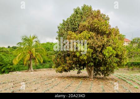 Otaheite Apple Tree In Garden Of Young Cabbage Crop In Jamaica Stock Photo