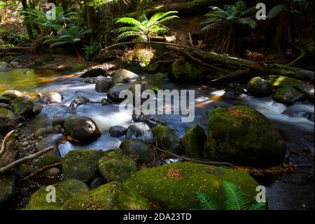 Taggerty Cascades are on the Taggerty River, north of Marysville in Victoria, Australia. Most of this area was destroyed in the 2009 bushfires. Stock Photo