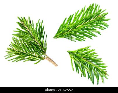 Detailed Christmas tree branches  isolated on white background.  Flat lay. Top view Stock Photo