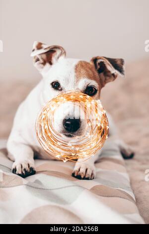 Funny dog with Christmas sparkling garland on his nose, ready for masquerade Stock Photo