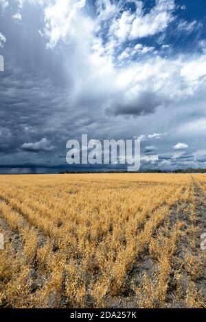 Severe storm brought by La Niña weather phenomenon, Darling Downs near Dalby, Queensland, QLD, Australia Stock Photo