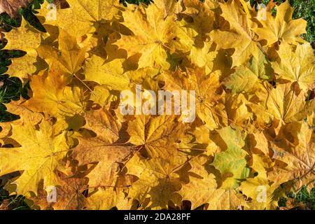 Golden autumn leaves background Stock Photo