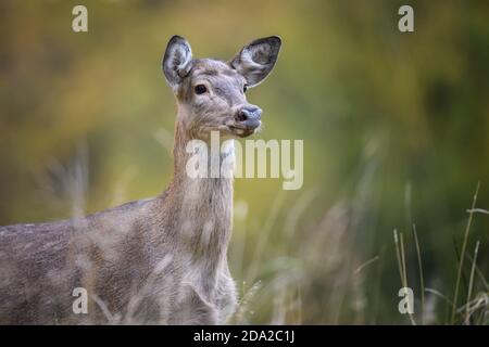 Close young majestic red deer stag in Autumn Fall. Cute wild mammal in natural environment. Wildlife scene from nature Stock Photo