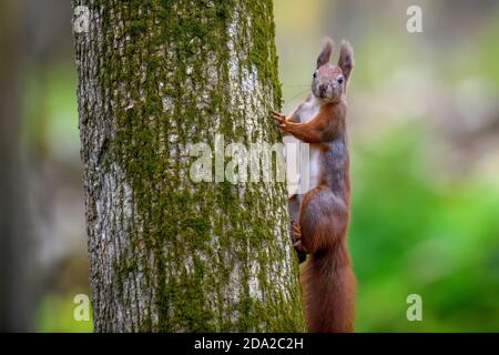 Curious red squirrel peeking behind the tree trunk. Wildlife scene from nature Stock Photo