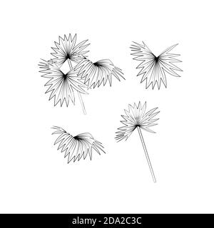 Elegant hand drawn black line art boho palm leaves clipart set. Isolated on white background. Stock vector Stock Vector