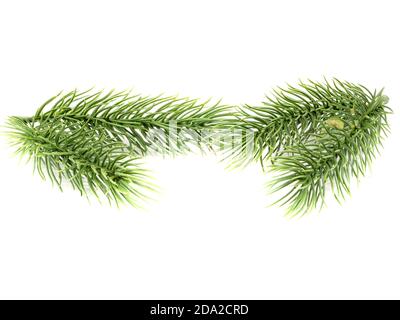 Fir branches isolated on white background Stock Photo