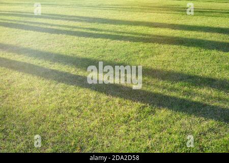 Shadows from trees on yellow autumn grass in the light of the setting sun Stock Photo