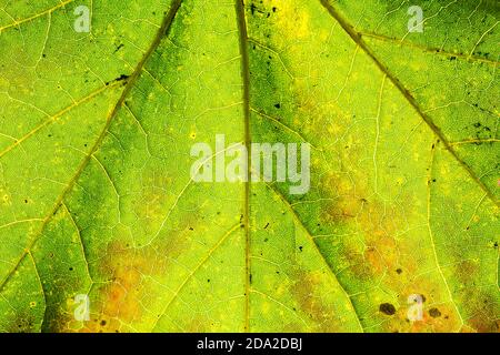 Closeup macro shot of the texture and leaf-veins of a maple leaf Stock Photo