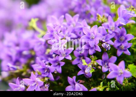 Bellflower - a small ornamental plant, a species of the genus, Campanula portenschlagiana blue color Stock Photo