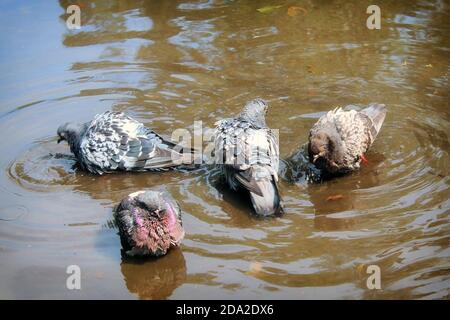 Grey pigeons bathe in a puddle close-up. Blue doves sit in the water on a hat day. Stock Photo