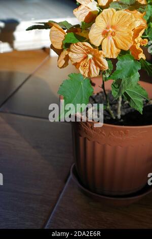 house plant of  abutilon hybridum «canary bird» with orange flower in  pot .   The consept of home gardening Stock Photo