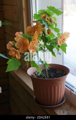 house plant of  abutilon hybridum «canary bird» with orange flower in  pot .   The consept of home gardening Stock Photo
