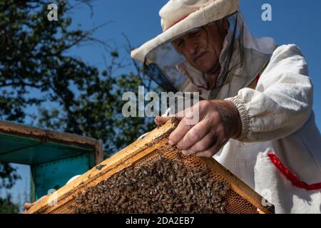 A man holds a frame with bees in his hands. A suit for a beekeeper, a jumpsuit and a mesh cap protection on the head Stock Photo