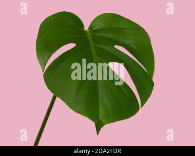 Single monstera deliciosa leaf isolated on pink background Stock Photo