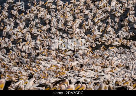 Aerial view of Great white pelican Stock Photo