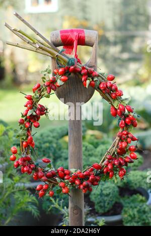 Homemade autumn wreath with rosehips on willow base hanging on a spade in an English garden. UK Stock Photo