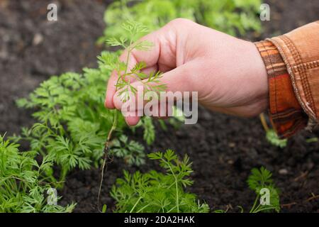 Thinning carrot seedlings in a UK veg plot. Stock Photo