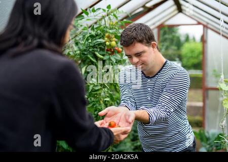 Down syndrome adult man with mother gathering tomatoes in greenhouse, gardening concept. Stock Photo