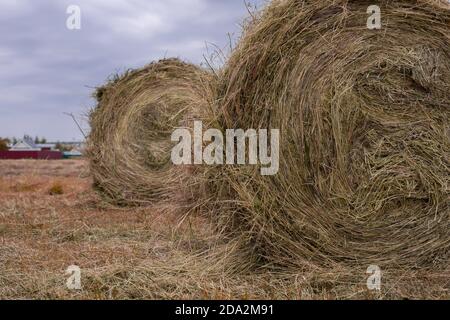 Two large rolls of hay close-up. Countryside life, gloomy evening rural landscape horizontal photography Stock Photo